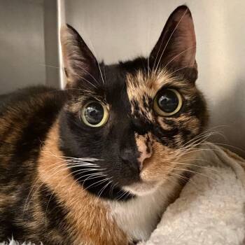 Domestic Short Hair Cats Available for Adoption in Titusville, Florida - Cinnamon | PetCurious