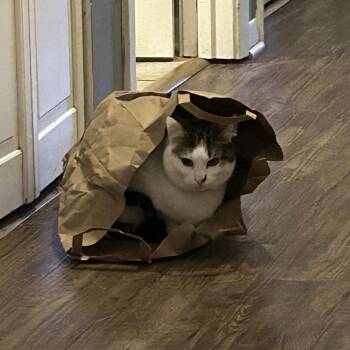 Domestic Short Hair Cats Available for Adoption - Bumblebee - Home To Home | PetCurious