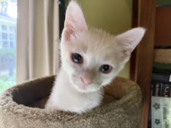 Mungojerrie (Bonded to Skimbleshanks) -  Domestic Short Hair Cat for Adoption in Wheaton, Illinois - Mungojerrie (Bonded To Skimbleshanks) | PetCurious