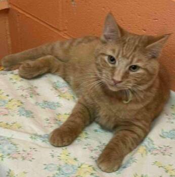 Rescue American Shorthair Cats for Adoption in Philippi, West Virginia - Dante | PetCurious