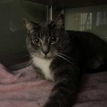 Silly -  Domestic Long Hair Cat for Adoption in Walden, New York - Silly | PetCurious