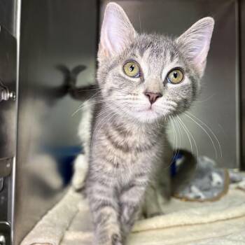 Sadie -  Domestic Short Hair Cat for Adoption in Asheville, North Carolina - Sadie | PetCurious