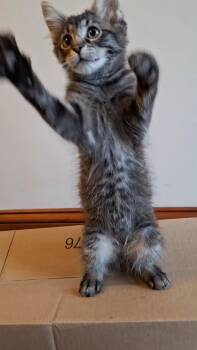 Screech: DLH/DMH (FCID# 09/17/2026 - 62) -  Domestic Long Hair and Tabby Cat for Adoption in Greenville, Delaware - Screech: DLH/DMH (FCID# 09/17/2026 - 62) | PetCurious