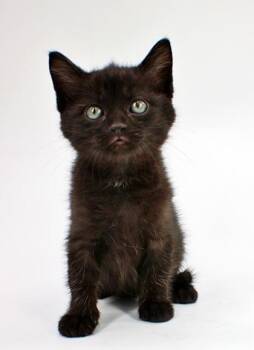 Coral -  Himalayan and Domestic Short Hair Cat for Adoption in Morton Grove, Illinois - Coral | PetCurious