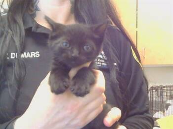 SEMINOLE -  Domestic Short Hair Cat for Adoption in Sacramento, California - SEMINOLE | PetCurious