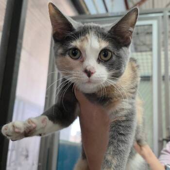 Domestic Short Hair Cats Available for Adoption - Ricky Ticky Bobbywobbin | PetCurious