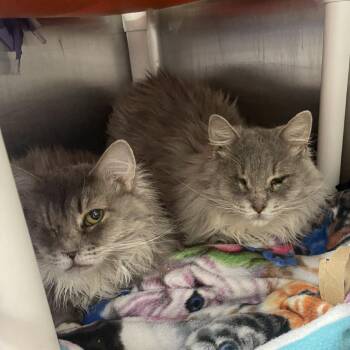 Domestic Long Hair Cats Available for Adoption in Salt Lake City, Utah - Callisto | PetCurious