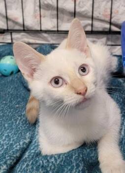 JcPenny -  Domestic Short Hair Cat for Adoption in West Chester, Pennsylvania - JcPenny | PetCurious