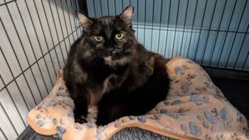 Domestic Medium Hair Cats Available for Adoption - Buttercup | PetCurious
