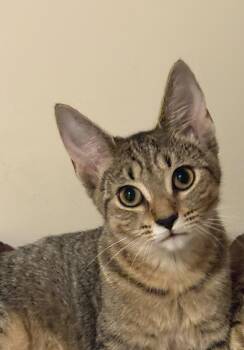 Prince - KITTEN in foster -  Domestic Short Hair Cat for Adoption in Alexandria, Virginia - Prince - KITTEN In Foster | PetCurious