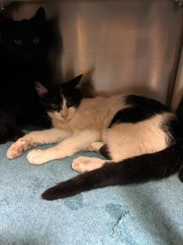 Rescue Domestic Short Hair Cats for Adoption in Alameda, California - SAMPSON | PetCurious