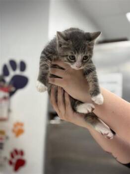 Domestic Short Hair Cats Available for Adoption in West Chester, Pennsylvania - Dr. Langdon | PetCurious