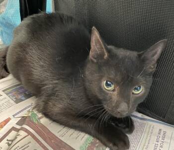Webby -  Domestic Short Hair Cat for Adoption - Webby | PetCurious