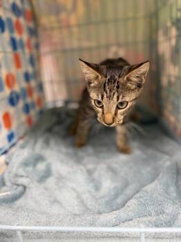Bark -  Domestic Short Hair Cat for Adoption in Gainesville, Florida - Bark | PetCurious