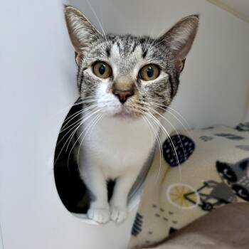 Harlow -  Domestic Short Hair Cat for Adoption in Reisterstown, Maryland - Harlow | PetCurious