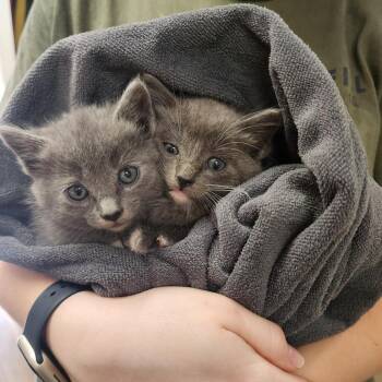 Domestic Short Hair Cats Available for Adoption in Evensville, Tennessee - Dolly | PetCurious