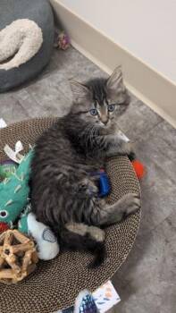 Dash -  Domestic Short Hair Cat for Adoption in Watkinsville, Georgia - Dash | PetCurious