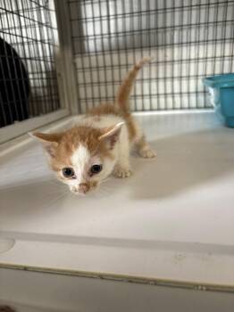 Rescue Domestic Short Hair Cats for Adoption in Clyde, Texas - Orange/white Kitten | PetCurious