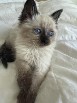 Spock -  Domestic Long Hair Cat for Adoption in Fruit Heights, Utah - Spock | PetCurious