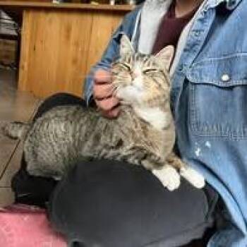 Domestic Short Hair Cats Available for Adoption - Mr Kitty | PetCurious