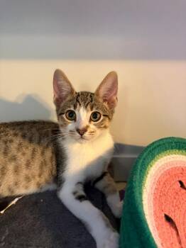 Sis (bonded with Bruh) -  Domestic Short Hair Cat for Adoption in Antioch, California - Sis (bonded With Bruh) | PetCurious