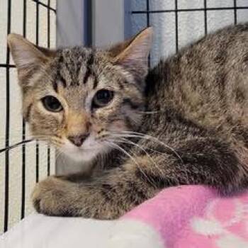 Harper -  Tabby Cat for Adoption in Green Valley, Arizona - Harper | PetCurious