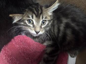 FLINTWOOD -  Domestic Short Hair Cat for Adoption in Antioch, California - FLINTWOOD | PetCurious
