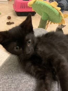 Domestic Short Hair Cats Available for Adoption in Zephyrhills, Florida - Lucy (new) | PetCurious