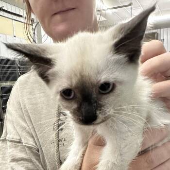 Millie -  Domestic Short Hair Cat for Adoption in Corbin, Kentucky - Millie | PetCurious