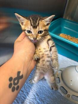 Lucy -  Domestic Short Hair Cat for Adoption in Metter, Georgia - Lucy | PetCurious