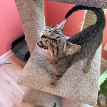 PPB -  Domestic Short Hair Cat for Adoption in Granville, Ohio - PPB | PetCurious