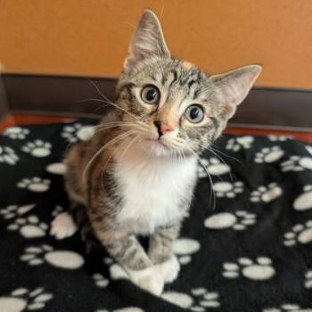 Bailey -  Domestic Short Hair Cat for Adoption in Rochester, Minnesota - Bailey | PetCurious