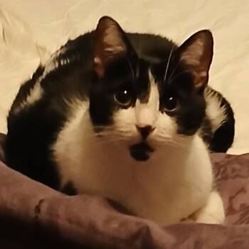 Peanut -  Domestic Short Hair Cat for Adoption in Asheville, North Carolina - Peanut | PetCurious
