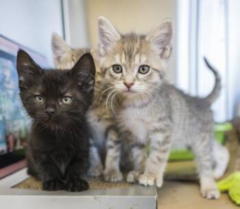 Neptune -  Domestic Short Hair Cat for Adoption in Kennewick, Washington - Neptune | PetCurious