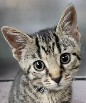 Kitten Everette -  Tabby Cat for Adoption in Cuyahoga Falls, Ohio - Kitten Everette | PetCurious