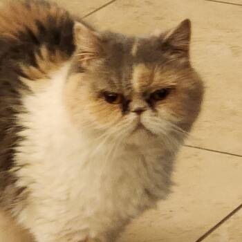 Persian Cats Available for Adoption - Kiara | PetCurious