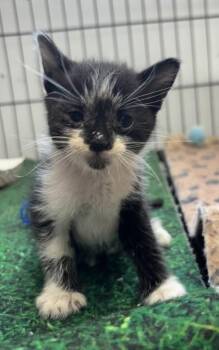 Tot -  Domestic Short Hair Cat for Adoption in West Memphis, Arkansas - Tot | PetCurious