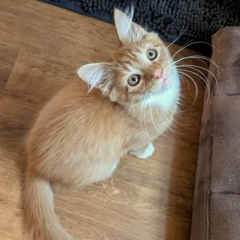 Charmander -  Domestic Medium Hair Cat for Adoption in Richmond, Virginia - Charmander | PetCurious