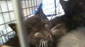 A1264436 -  Domestic Short Hair Cat for Adoption in Charlotte, North Carolina - A1264436 | PetCurious
