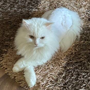 Carson -BIG bear boy -  Ragdoll and Turkish Angora Cat for Adoption in Brampton, Ontario - Carson -BIG Bear Boy | PetCurious