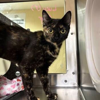 LUCY -  Domestic Short Hair Cat for Adoption in Fort Myers, Florida - LUCY | PetCurious