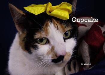 Cupcake & Tuna -  Calico Cat for Adoption in York, Nebraska - Cupcake & Tuna | PetCurious