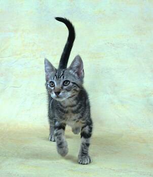 Domestic Short Hair Cats Available for Adoption in Plano, Texas - TERRY - TERRIFIC BOY | PetCurious
