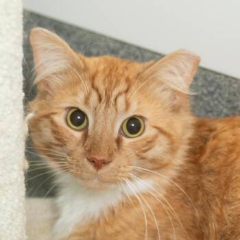 Asa -  Domestic Long Hair Cat for Adoption in Middletown, Rhode Island - Asa | PetCurious