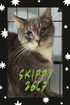 Domestic Short Hair Cats Available for Adoption - Greta And SKippy | PetCurious