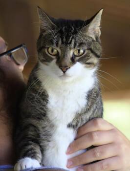 Hammond -  Domestic Short Hair Cat for Adoption in North Fort Myers, Florida - Hammond | PetCurious