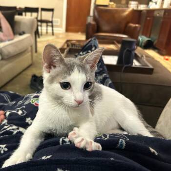 Domestic Short Hair Cats Available for Adoption in Evanston, Illinois - South | PetCurious