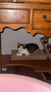 Rescue American Shorthair Cats for Adoption in Terre Haute, Indiana - Jem | PetCurious