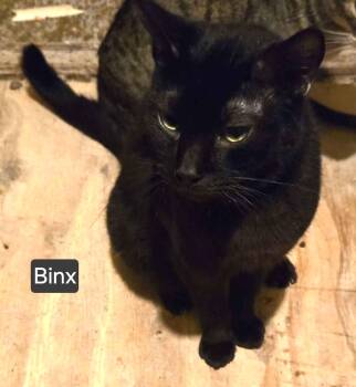 Binx -  American Shorthair Cat for Adoption in North Berwick, Maine - Binx | PetCurious