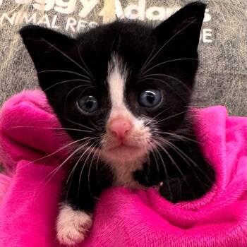 Worm -  Domestic Short Hair Cat for Adoption in West Palm Beach, Florida - Worm | PetCurious